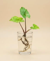 Syngonium Albo Variegata řízek